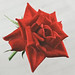 Minnie Rose Photo 9