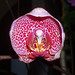 Theresa Plant Photo 14