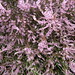 Heather Stone Photo 34