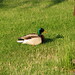 Donald Drake Photo 33