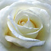 Rose Vargas Photo 27