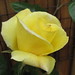 Rose Casino Photo 7