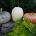 Sharon York Photo 24