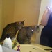 Susan Mellen Photo 14