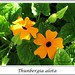 Susan Plant Photo 11