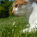 Freddie Summers Photo 11