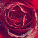 Rose Sanchez Photo 9