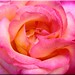 Rose Vargas Photo 23