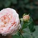 Evelyn Rose Photo 37