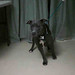 Houston Gray Photo 11