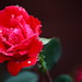 Katharine Rose Photo 7