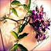 Katharine Rose Photo 9