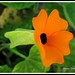 Susan Plant Photo 10