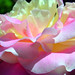 Rose Vargas Photo 22
