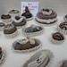 Jane Abbott Photo 28