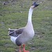 Ronald Geese Photo 6