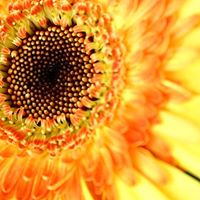 Debra Keith Photo 33
