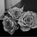 Rose Hernandez Photo 41