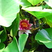 Candace Flowers Photo 36