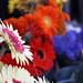 Rebecca Koenig Photo 37