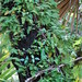 Billie Plant Photo 3