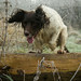 Jason Cheshire Photo 24
