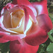 Edna Rosa Photo 29