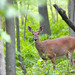 Richard Plante Photo 16