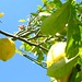 Christine Lemon Photo 33