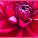 Donna Fiore Photo 34