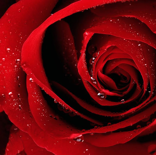 Rose Cruz Photo 14