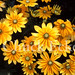 Susan Green Photo 45