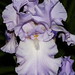 Mary Beard Photo 32