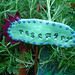 Rosemary Plant Photo 9