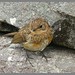 Robin Young Photo 20