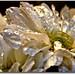Donna Fiore Photo 27
