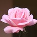 Rosa Esteves Photo 21