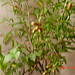 Bobbie Plant Photo 11
