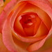 Suzanne Rose Photo 46