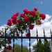 Rosa Rojas Photo 40