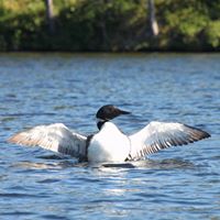 Laurie Peterson Photo 32