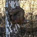 April Burl Photo 5