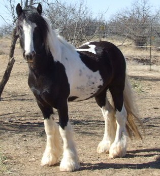 Susan Carlson Photo 28