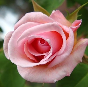 Carol Moran Photo 31