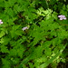 Robert Plante Photo 47