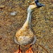 Ronald Geese Photo 8