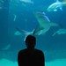 Suzanne Shark Photo 7