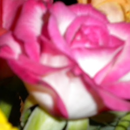 Carol Cyr Photo 1