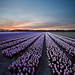 Hyacinth Heaven Photo 3