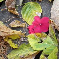 Susan Mears Photo 29